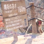 Tumble | Kyoto, Japan